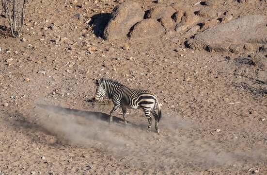 Hartmann's mountain zebras (Equus zebra hartmannae) stirring up dust, from above, Hobatere Concession, Namibia