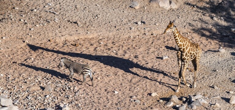 Hartmann's mountain zebra (Equus zebra hartmannae) and angolan giraffe (Giraffa giraffa angolensis) cast long shadows, from above, Hobatere Concession, Namibia