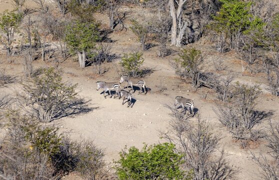 Group of hartmann's mountain zebras (Equus zebra hartmannae), from above, Hobatere Concession, Namibia