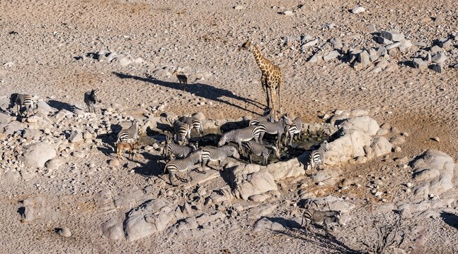 Hartmann's mountain zebras (Equus zebra hartmannae) and angolan giraffe (Giraffa giraffa angolensis) casting long shadows, at a waterhole, from above, Hobatere Concession, Namibia