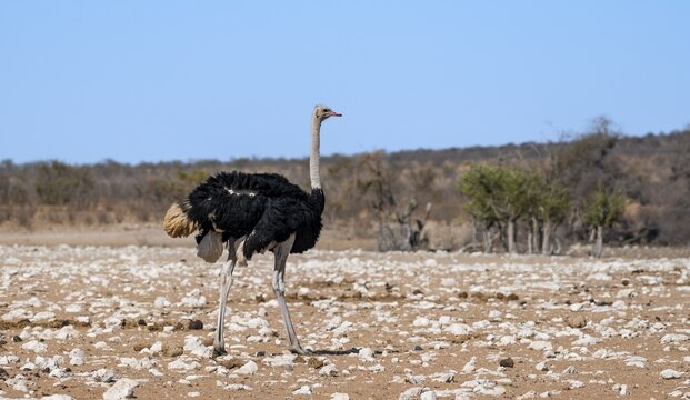 African ostrich (Struthio camelus) in savannah with orange-coloured sand, Etosha National Park, Namibia
