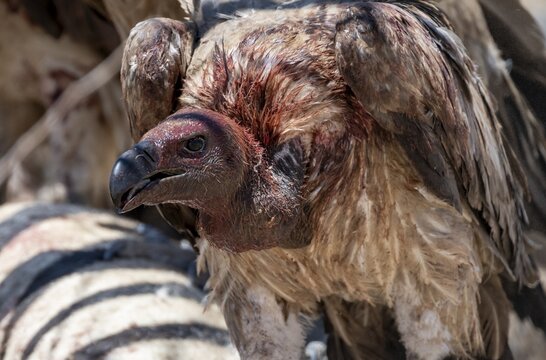 White-backed vulture (Gyps africanus) with bloody head, animal portrait, at the carcass of a dead plains zebra (Equus quagga), Etosha National Park, Namibia