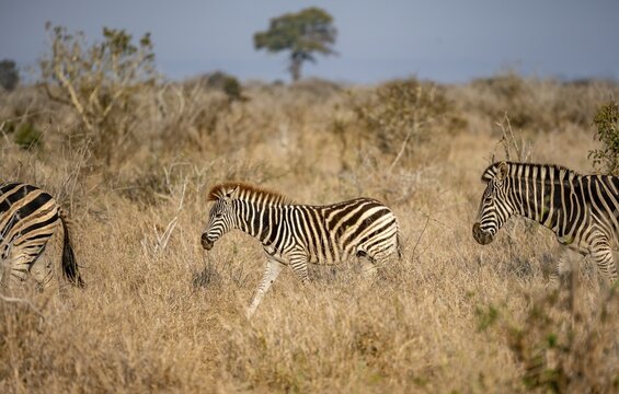 Plains zebra (Equus quagga), group with young in tall grass, Kruger National Park, South Africa
