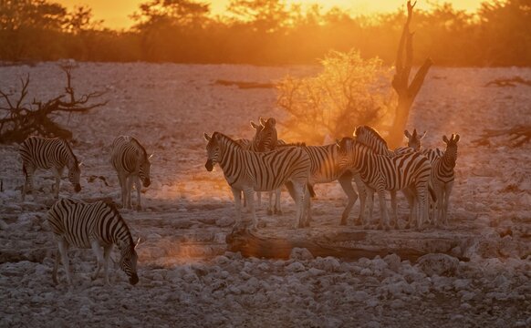Plains zebra (Equus quagga), group against the light at sunset, atmospheric sunset, Okaukuejo waterhole, Etosha National Park, Namibia