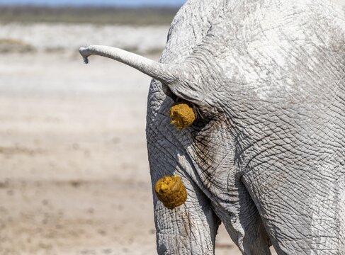 African elephant (Loxodonta africana), detail, hindquarters defecating, Etosha National Park, Namibia