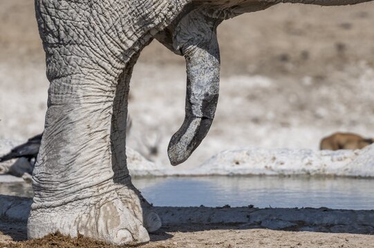 African elephant (Loxodonta africana), detail, penis, at a waterhole, Nebrowni Waterhole, Etosha National Park, Namibia