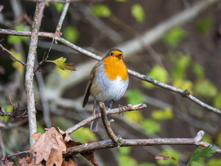 Robin Perched on a Branch