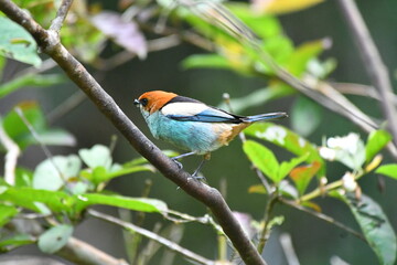 Black-backed Tanager on a branch