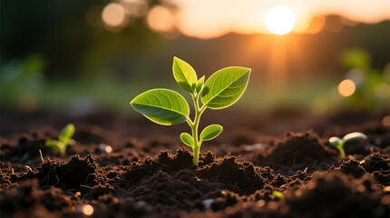 A delicate green sprout emerging from rich dark soil bathed in the warm sunset light