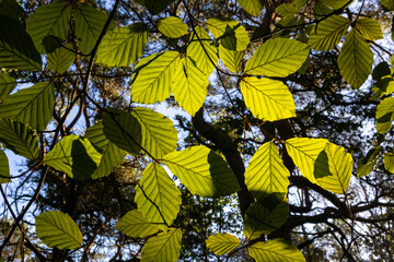 Sunlit beech leaves forming a bright canopy against woodland