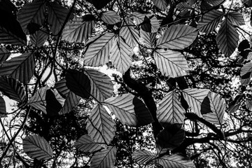 Black and white beech leaves forming a layered canopy