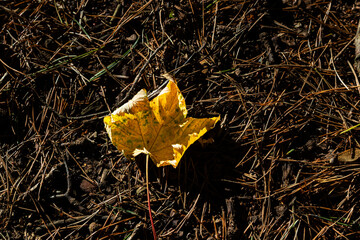 Yellow autumn leaf resting on a forest floor of pine needles