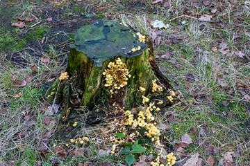Tree stump with yellow fungi growing around the base