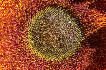 Close up abstract detail of a sunflower head