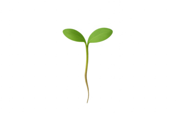 Growing green plant seedling sprout with roots