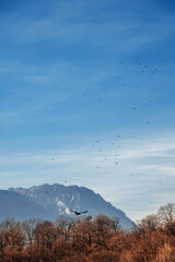 Flock of Birds Flying over Forest and Mountains
