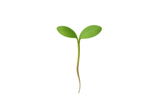 Growing green plant seedling sprout with roots