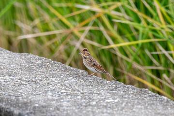 Small Brown Songbird Perching on Concrete Edge