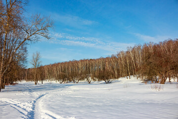 Bright winter landscape with fresh snow and a winding path leading towards a birch forest under a vivid blue sky