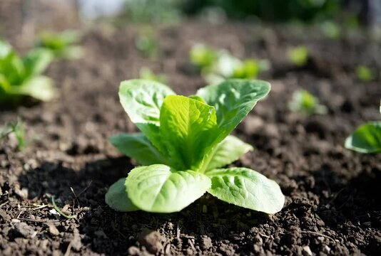 Young romaine lettuce plants emerge from fertile ground in vegetable garden under bright sunshine