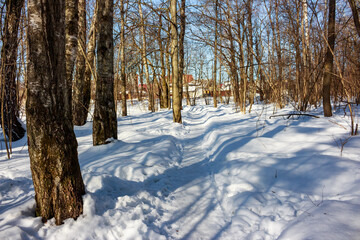 Obraz premium Bright sunlight streams through bare trees illuminating a winding snowy path through a winter forest grove