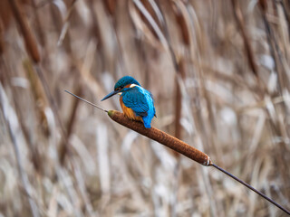 Kingfisher Bird On a Reed