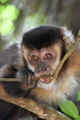 Robust capuchin monkeys