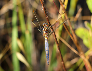 An immature male Keeled skimmer (Orthetrum coerulescens) is a dragonfly species found throughout Portugal. Perching on a twig in its natural environment. Macro photo, selective shallow focus.