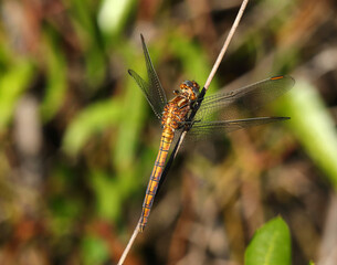 An immature Keeled skimmer (Orthetrum coerulescens) is a dragonfly species found throughout Portugal. Perching on a twig in its natural environment. Macro photo, selective shallow focus.