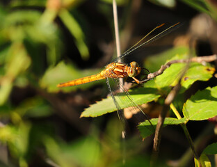Keeled skimmer (Orthetrum coerulescens) is a dragonfly species found throughout Portugal. Female perching on a blackberry bush leaf in its natural environment. Macro photo, selective shallow focus
