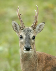 male roe deer