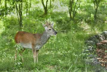 male roe deer