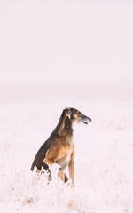 Hunting Sighthound Hortaya Borzaya Dog During Hare-hunting At Winter Day In Snowy Field