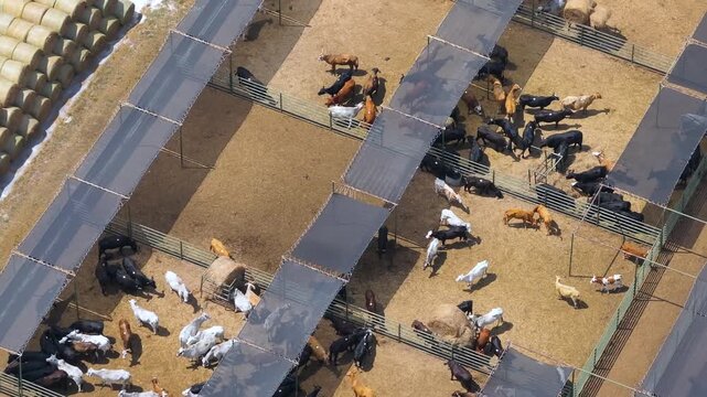 Aerial view of feed yard with meat cows. Feeding of cattle on farm feedlot