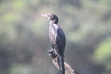 Wild birds with black, white, and red feathers, including a red-tailed hawk, red-billed hornbill, and red-backed vulture, perched on a branch in nature