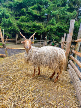 A Racka sheep. A sheep with long, spiraling horns that grow vertically.
The Racka breed originates from Hungary. Portrait of a sheep against a backdrop of a forest and wooden fence