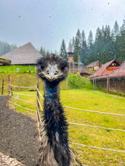 Naklejka premium The emu has black plumage and prominent, large red eyes. Emu in Ukraine.The emu, a large flightless bird native to Australia.