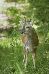 roe deer