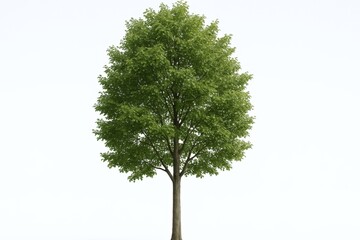 Obraz premium Isolated tree with vibrant green leaves on white background, symbolizing growth, nature, and environmental awareness