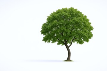 Obraz premium Isolated tree with green foliage standing tall against a clean white backdrop in studio setting