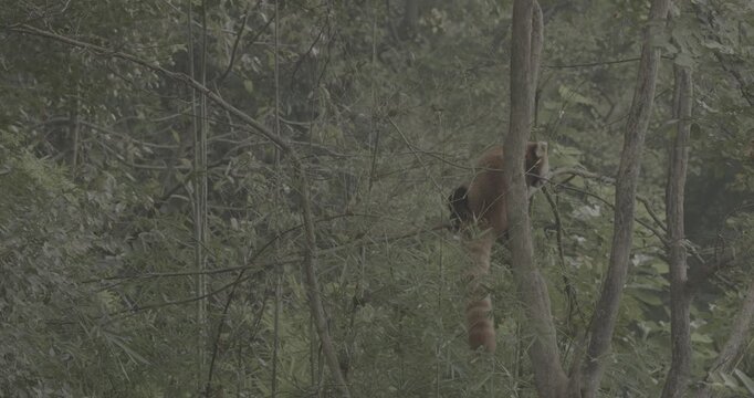 Ungraded C LOG 2, Agile Red Panda Panda Climbs Tree In Search Of Leaves To Eat. Ailurus Fulgens Or Lesser Panda Is Small Mammal Native To The Eastern Himalayas And Southwestern China. Red Pandas Are