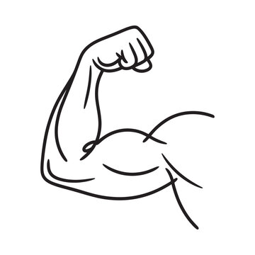 Line drawing of a flexed bicep muscle