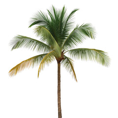 Obraz premium Tall Palm Tree With Lush Green Fronds in Bright Sunlight at a Tropical Location