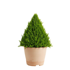 Elegant Green Conifer in a Simple Pot for Home or Garden Decoration