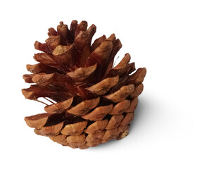 Pinecone isolated on transparent background