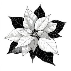  illustration of a winter attributes - poinsettia , drawn with black lines on a clean white background