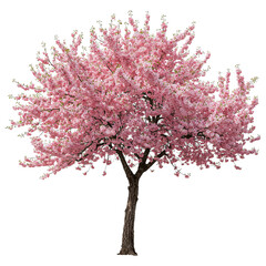 Fototapeta premium Beautiful Blooming Cherry Blossom Tree in Full Spring Glory With Vibrant Pink Flowers