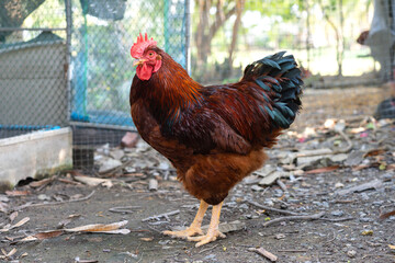 Australian Rhode Island Red Purebred male Chicken. Rooster in husbandry natural free range lifestyle farming organic in shady atmosphere of garden.