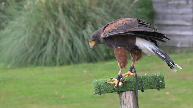 Harris Hawk (Parabuteo unicinctus) wearing anklets and a bell, moving around and shaking its feathers during a public falconry display. Slow motion x5