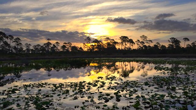 Evening landscape of Florida wetland flora. Lily pads flowers on forest lake water in southern tropical swamp at sunset